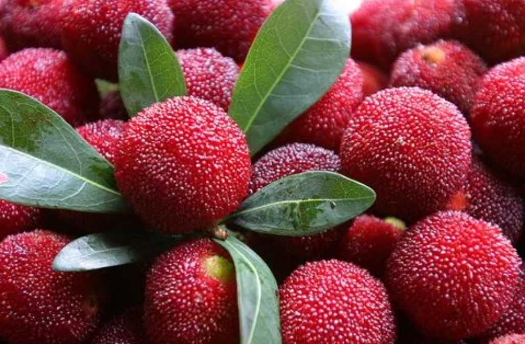 楊梅采用氣調(diào)包裝機進(jìn)行包裝有哪些好處